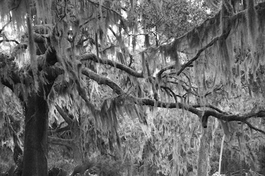 Spanish Moss