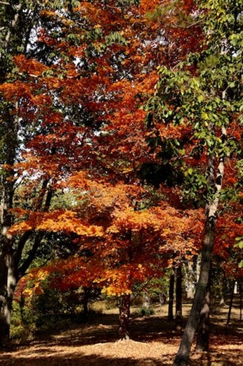 Autumn colors, King's Mountain National Battlefield, South Carolina