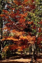 Autumn colors, King's Mountain National Battlefield, South Carolina: by vagabonds3, Views[376]