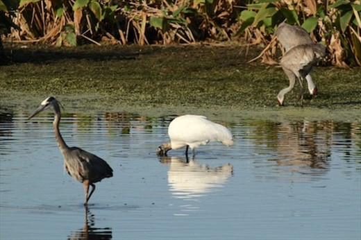 Great blue heron, wood stork and sandhill cranes; Circle Bar B Ranch