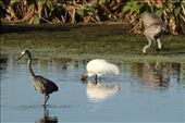 Great blue heron, wood stork and sandhill cranes; Circle Bar B Ranch: by vagabonds3, Views[624]