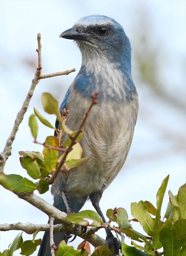 Florida Scrub Jay
