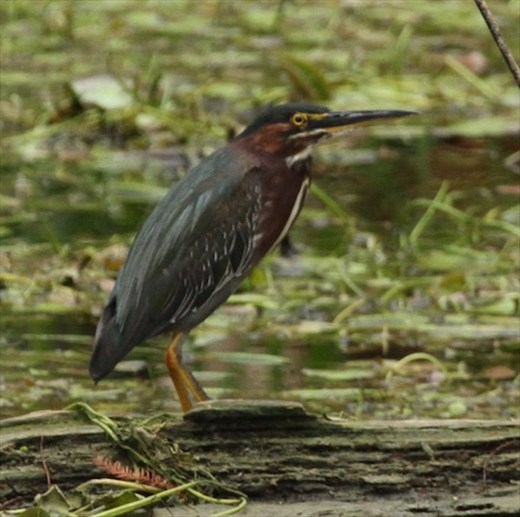 Green heron, Naples Botanic Garden