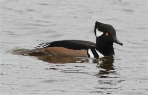 Hooded merganser, Naples Botanic Garden