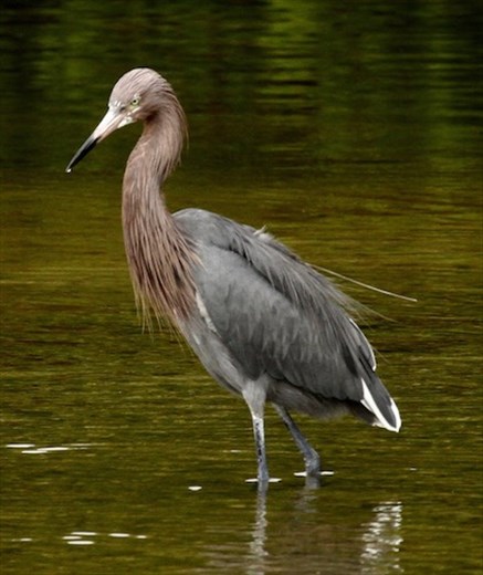 Reddish egret, Ding Darling NWS