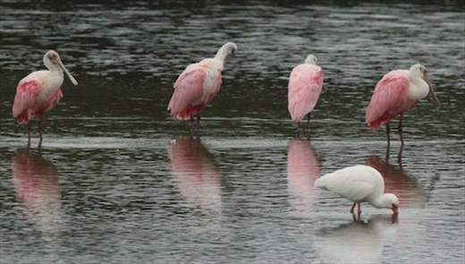 Roseate spoonbills, Ding Darling NWS