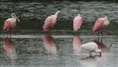 Roseate spoonbills, Ding Darling NWS: by vagabonds3, Views[437]