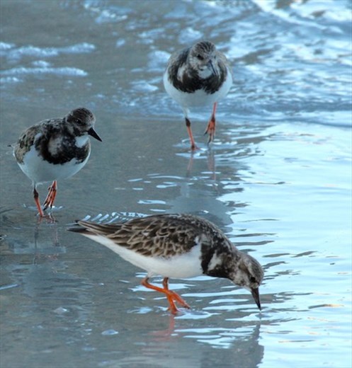 Ruddy Turnstones, Christmas Bird Count, Naples