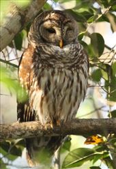 Barred owl, Corkscrew Swamp: by vagabonds3, Views[375]