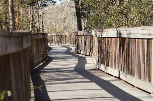 Boardwalk trail, Big Cypress Swamp