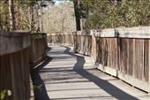 Boardwalk trail, Big Cypress Swamp: by vagabonds3, Views[346]