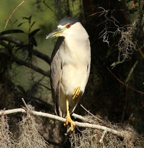 Black-crowned night heron, Circle B Bar Park