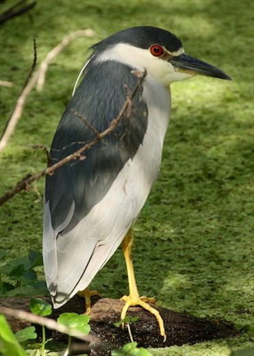 Black-crowned night heron, Lettuce Leaf Park