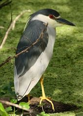 Black-crowned night heron, Lettuce Leaf Park: by vagabonds3, Views[464]
