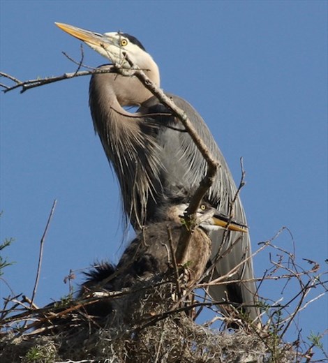 Great blue heron and chick; Circle Bar B Ranch