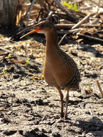 Clapper rail, Rich Grissom Memorial Wetlands