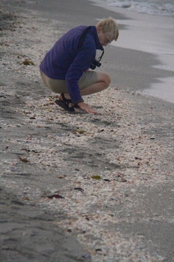 Connie on the prowl, Sanibel