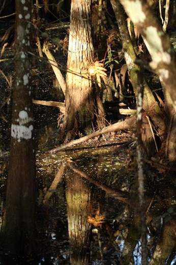 Cypress trees, Big Cypress Swamp