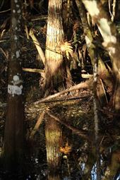 Cypress trees, Big Cypress Swamp: by vagabonds3, Views[411]