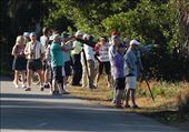 Birders, Ding Darling NWS: by vagabonds3, Views[397]
