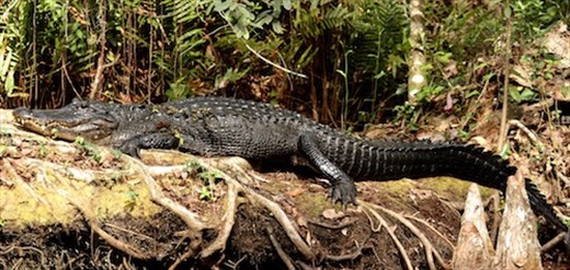 Gator, Corkscrew Swamp Audubon Refuge