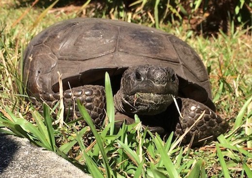 Endangered Gopher Tortoise