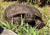 Endangered Gopher Tortoise: by vagabonds3, Views[451]