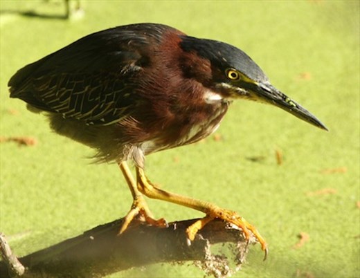 Green heron, Circle B Bar