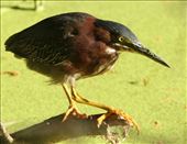Green heron, Circle B Bar: by vagabonds3, Views[229]