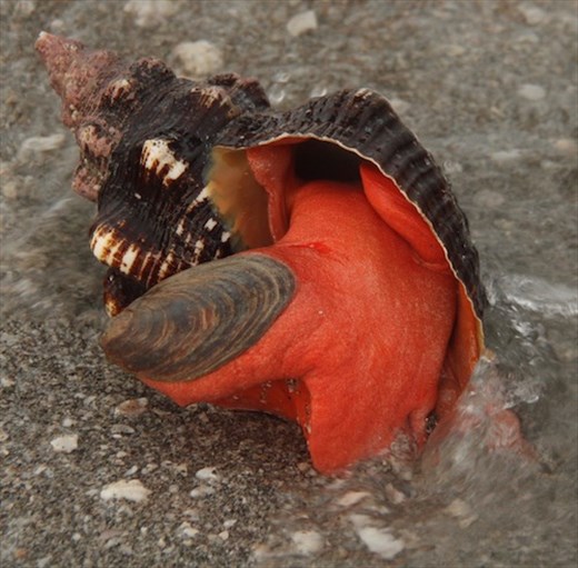 It's alive — Horse conch, Sanibel