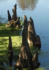 Cypress knees, Lettuce Leaf Park: by vagabonds3, Views[231]