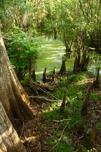 Lettuce Leaf Park, Tampa