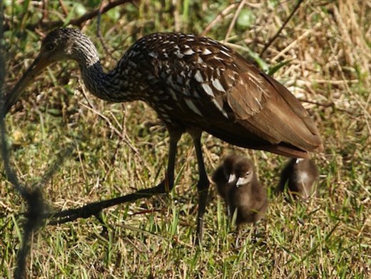 Limpkin and chicks; Circle Bar B Ranch