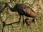 Limpkin and chicks; Circle Bar B Ranch: by vagabonds3, Views[274]