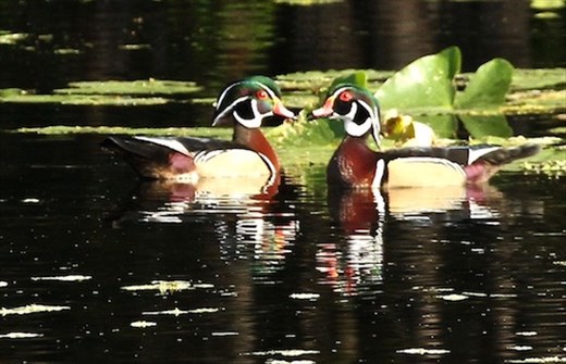 Wood ducks, Lettuce Lake Park