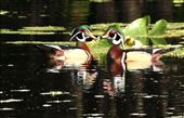 Wood ducks, Lettuce Lake Park: by vagabonds3, Views[528]