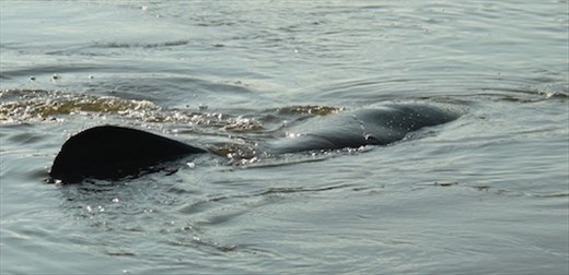 Manatees, Space Coast