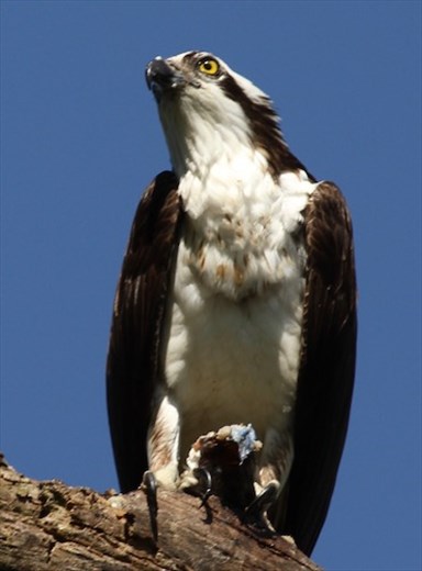 Lunch at the Osprey Cafe; Circle Bar B Ranch