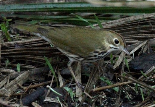Oven bird, Corkscrew Swamp