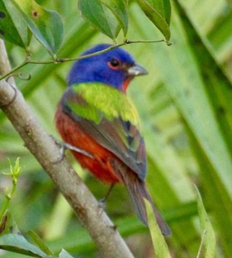 Painted bunting, Corkscrew Swamp