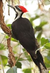 Pileated woodpecker, Corkscrew Swamp: by vagabonds3, Views[212]