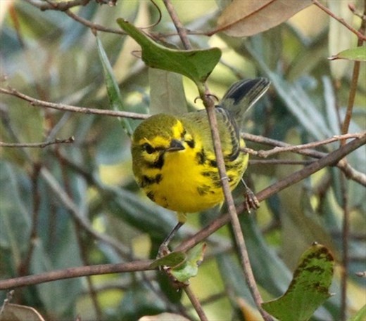 Prairie warbler, Corkscrew Swamp