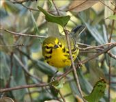 Prairie warbler, Corkscrew Swamp: by vagabonds3, Views[196]