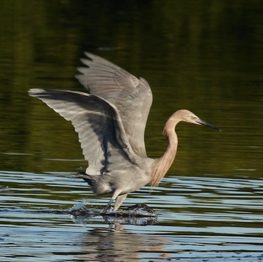 Reddish egret, Ding Darling NWS