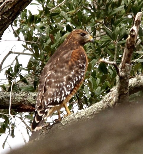 Red shouldered hawk