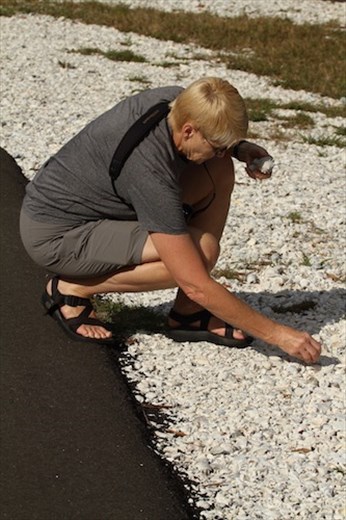 Roadside shelling, Flatwoods Park
