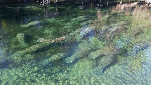 Manatees huddling in cold weather (Rod's photo)