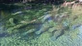 Manatees huddling in cold weather (Rod's photo): by vagabonds3, Views[436]
