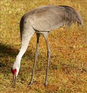 Sandhill crane, Rockledge: by vagabonds3, Views[446]