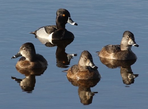 Lesser Scaup, Rich Grissom Memorial Wetlands